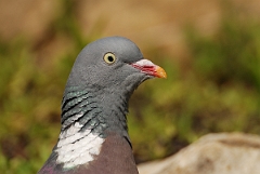 David Plant Photography - Wildlife Photography - Wood pigeon - G